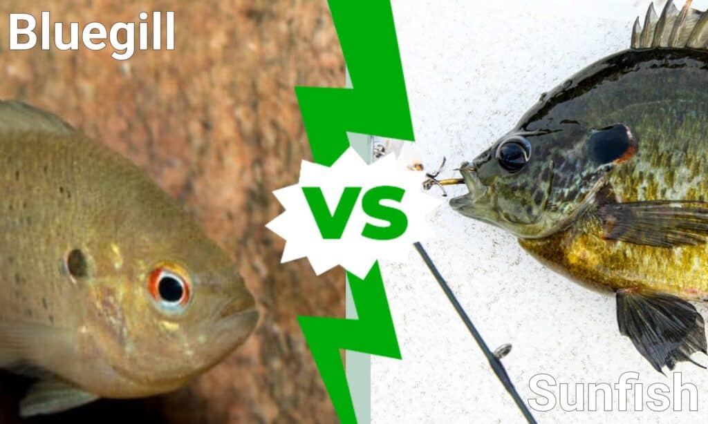 Bluegill and sunfish compared