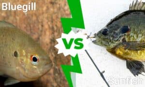 Bluegill vs Sunfish: The 5 Key Differences Explained Picture