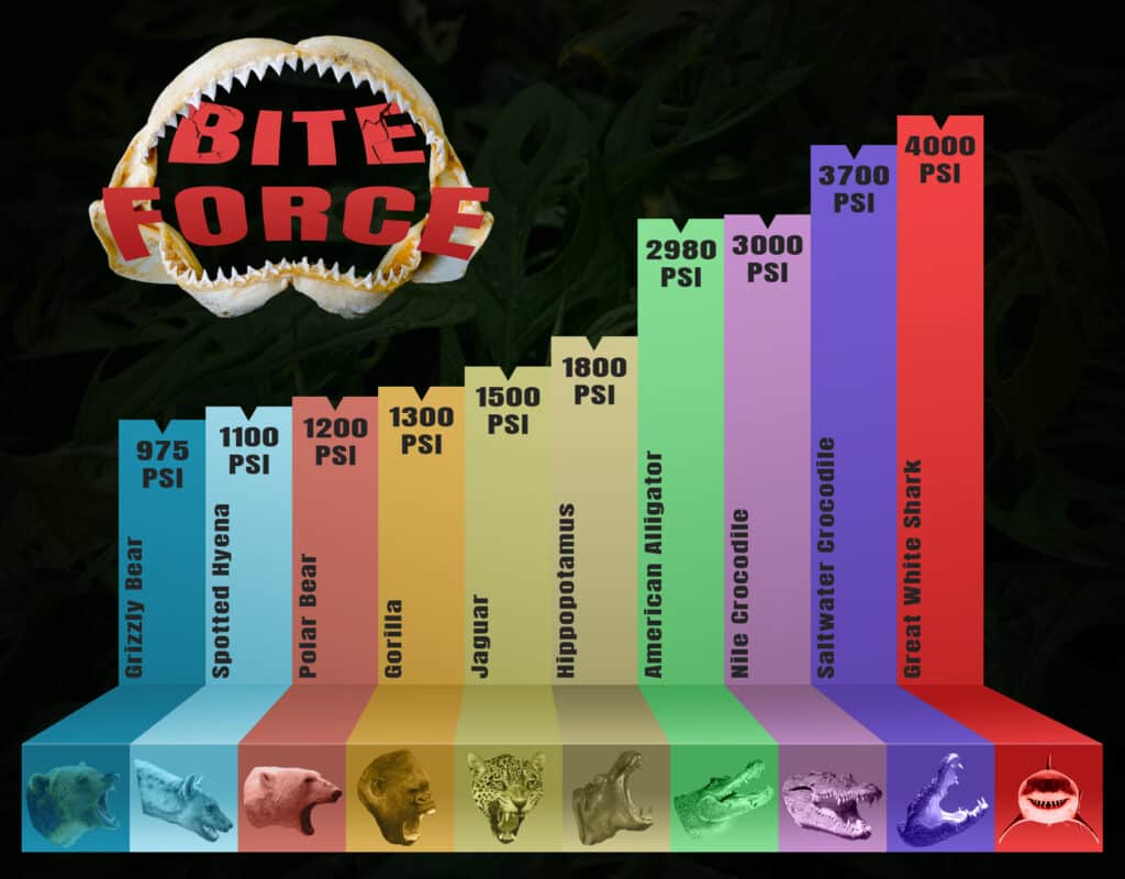 What Dog Has The Strongest Bite Pressure at Edward Schell blog