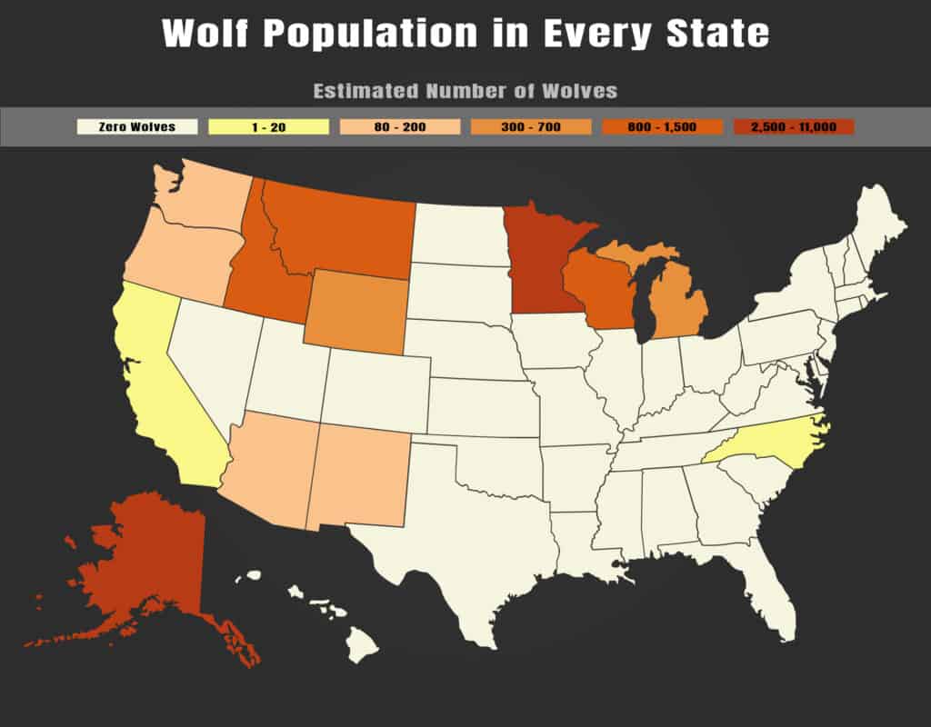 Wolf Animal Facts  Canis lupus - A-Z Animals