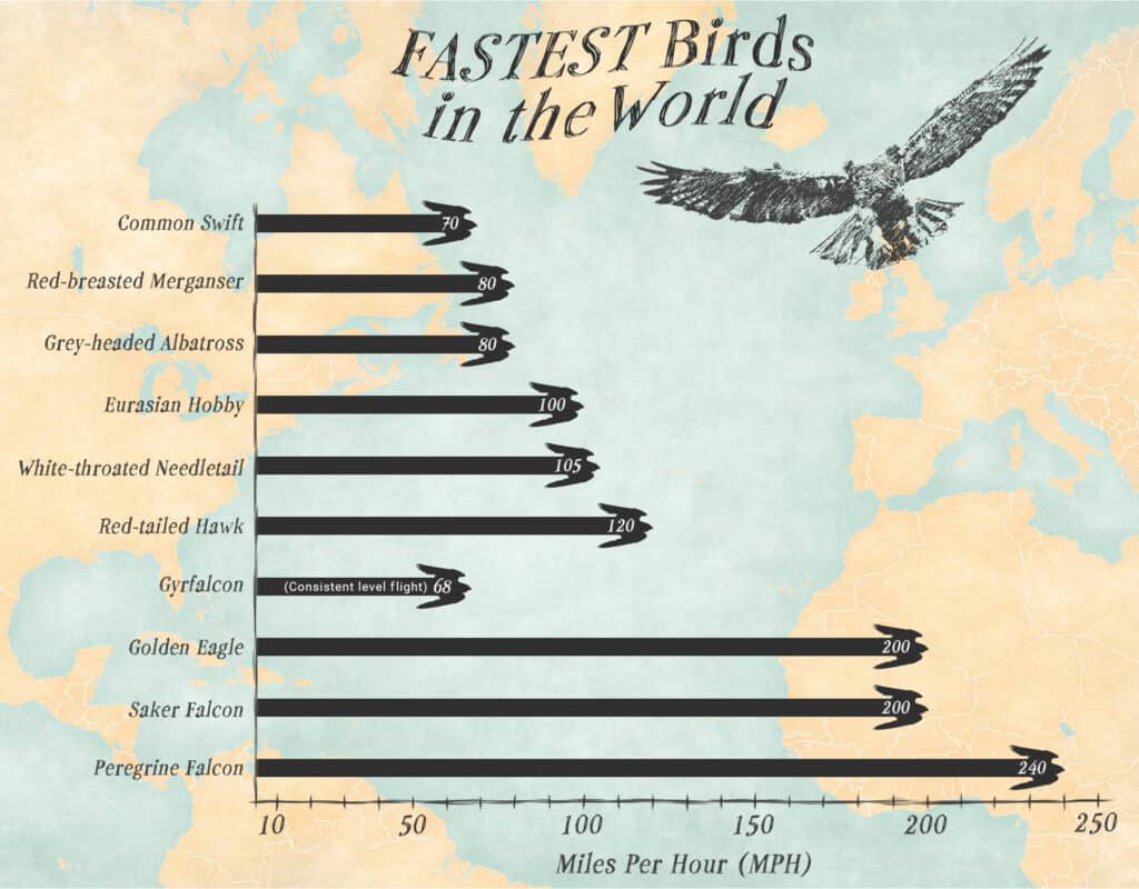 The Top 10 Fastest Birds in the World - AZ Animals