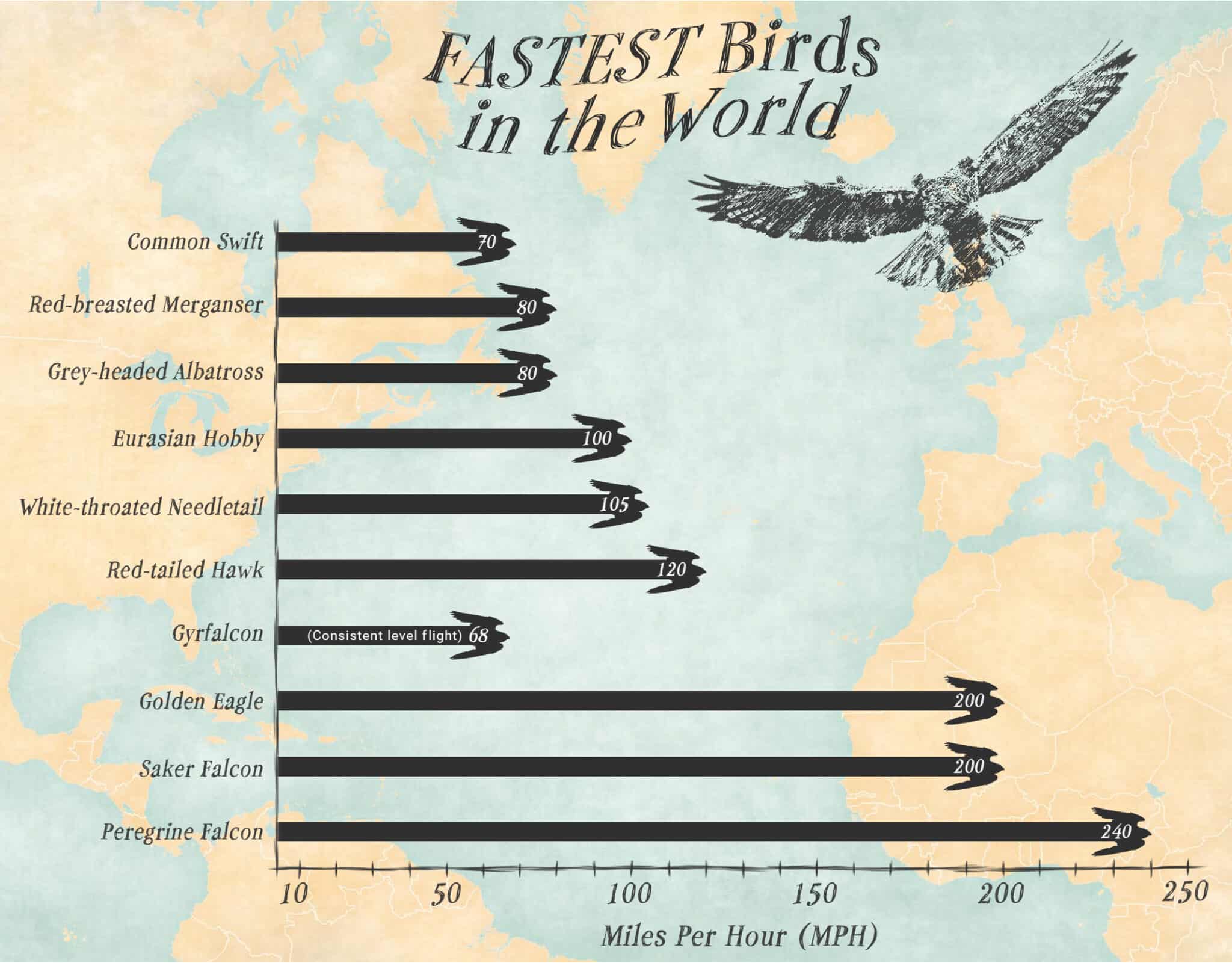 The 10 Fastest Birds Soaring Today's Skies - A-Z Animals