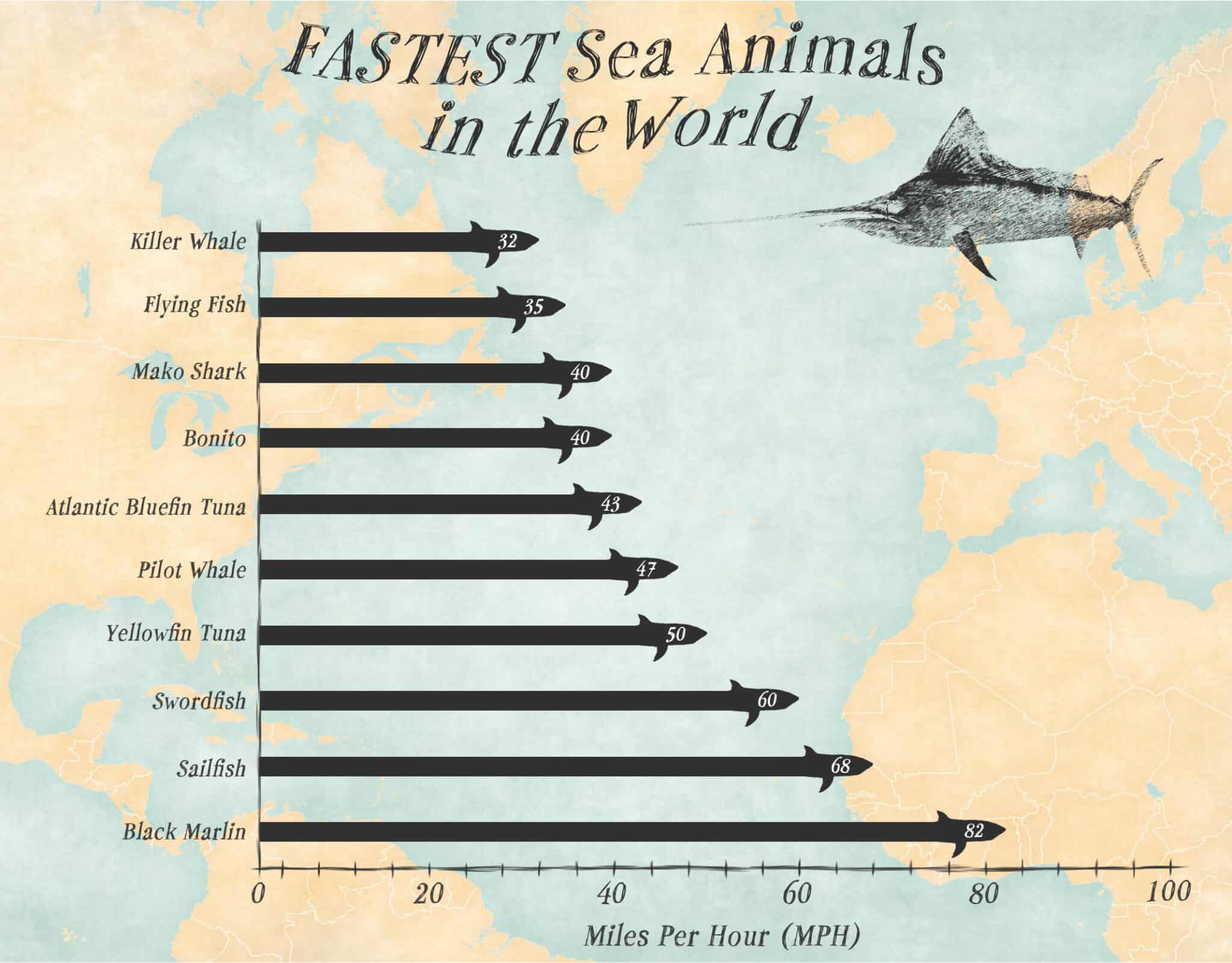 The Top 10 Fastest Sea Animals - A-Z Animals