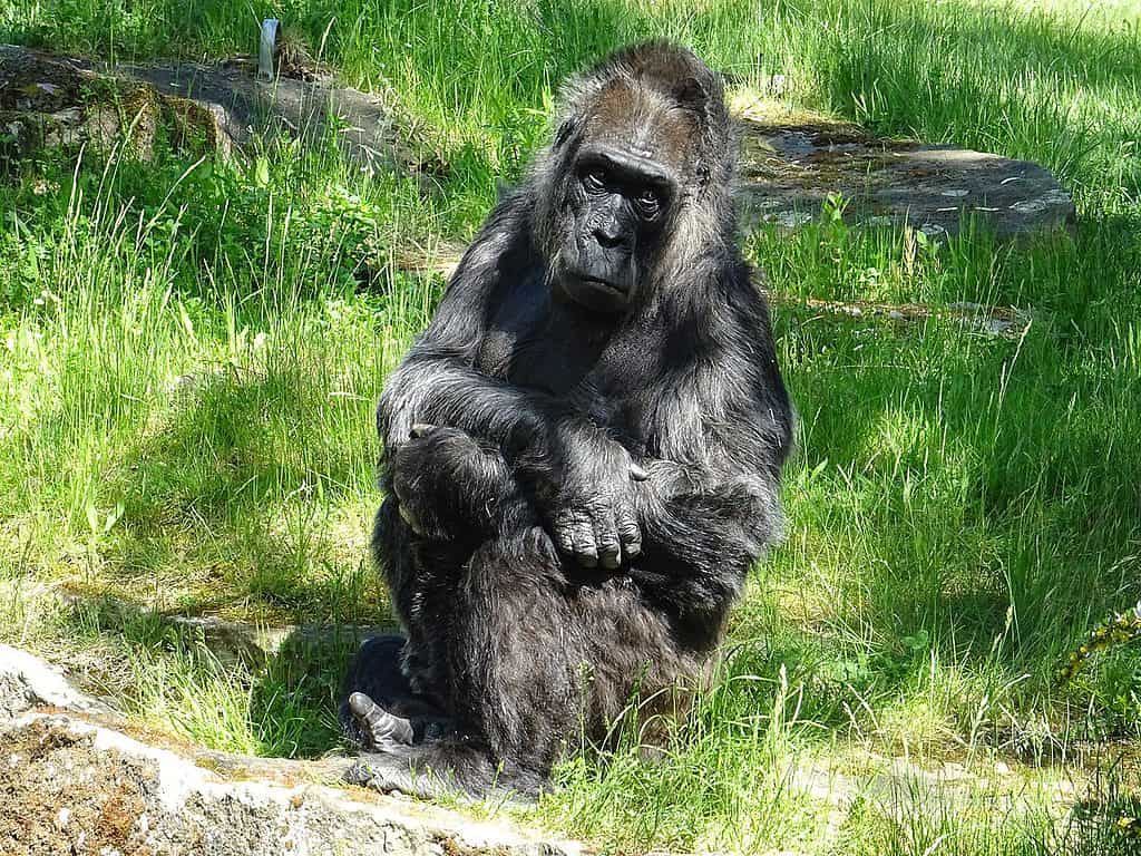 Zoo Berlin Gorilla Fatou May 2018