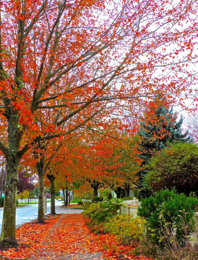 Red Sunset maple trees along street