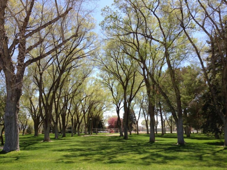 Siberian elm grove