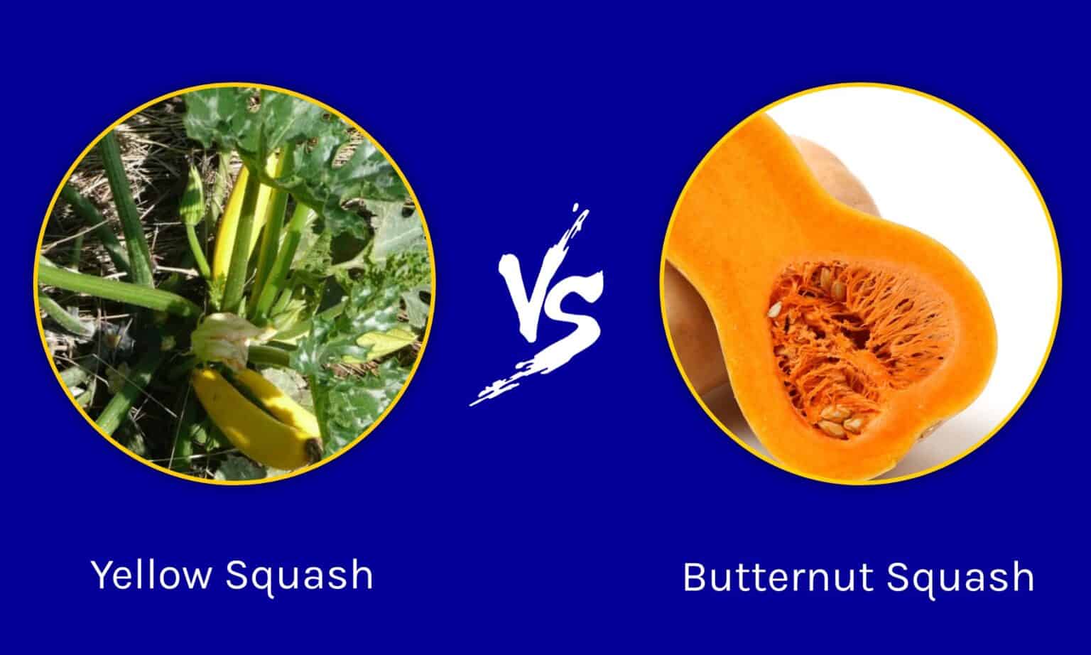 Yellow Squash vs Butternut Squash What's the Difference? AZ Animals