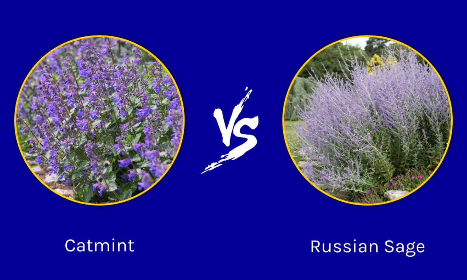 Catmint vs. Russian Sage: What's the Difference? - AZ Animals