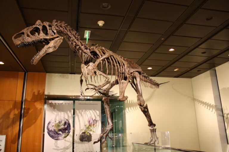 Allosaurus (Big Al II) skeleton