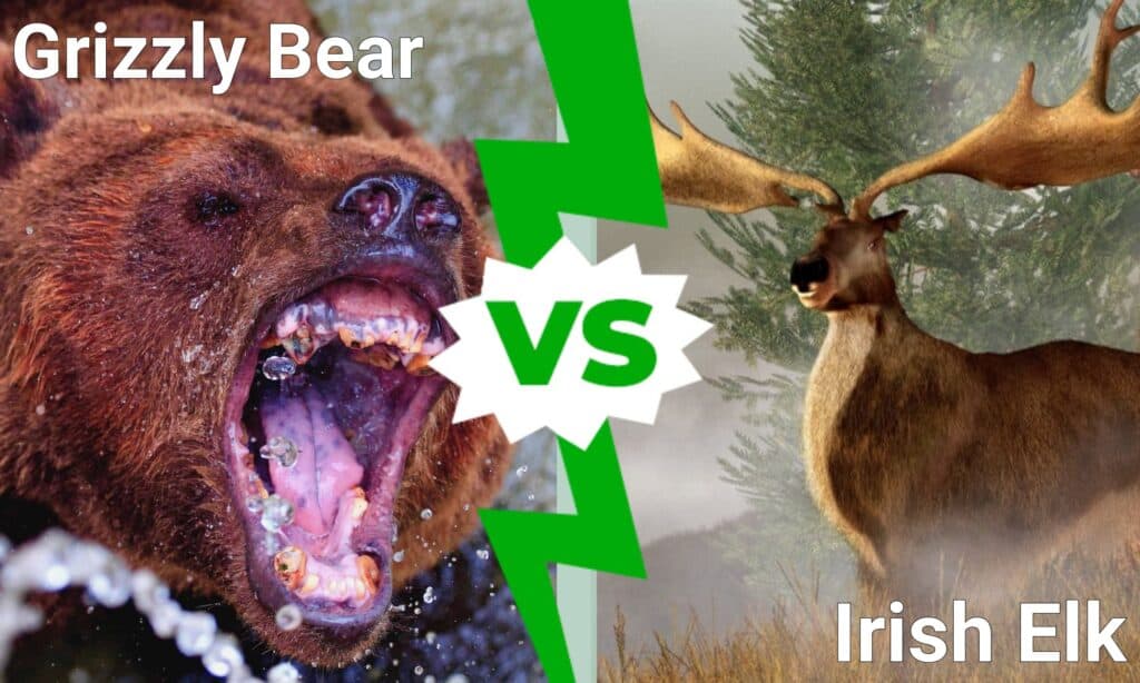 Irish Bears Show 