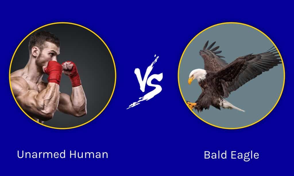Can humans beat eagle?