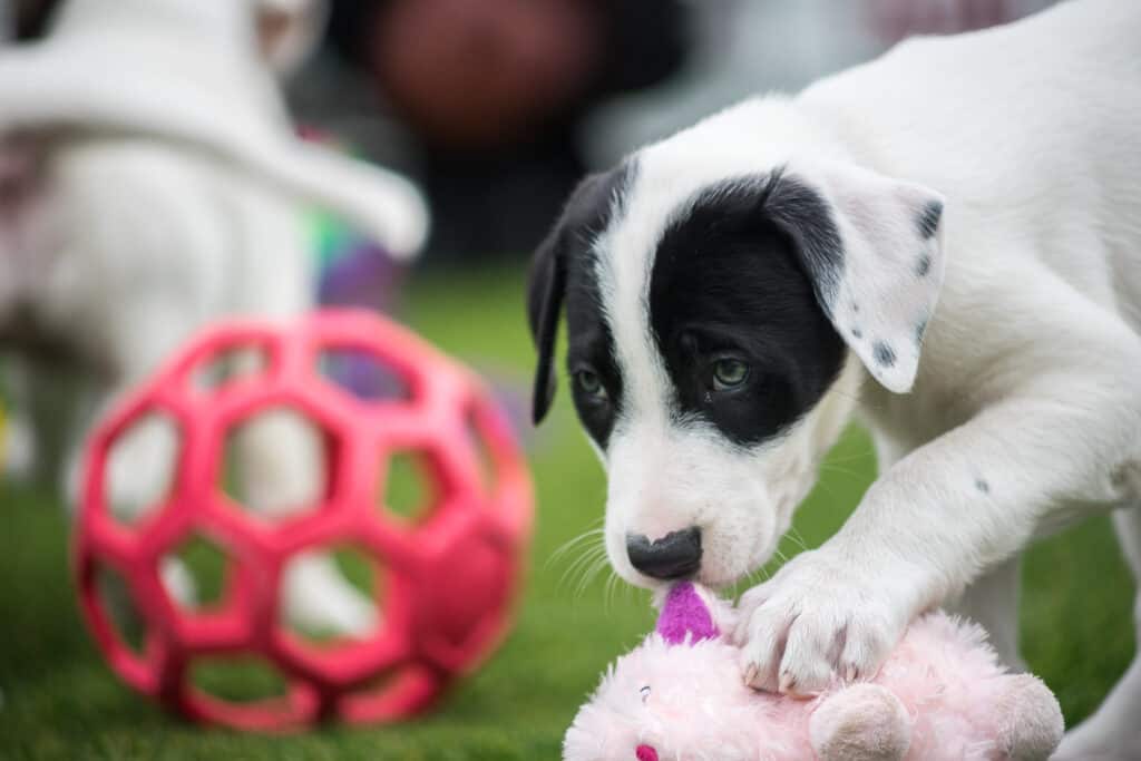 2018 Austin Pets Alive! Puppy Bowl