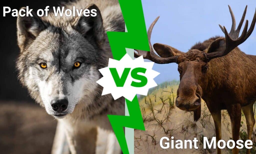 Pack of Wolves vs Giant Moose
