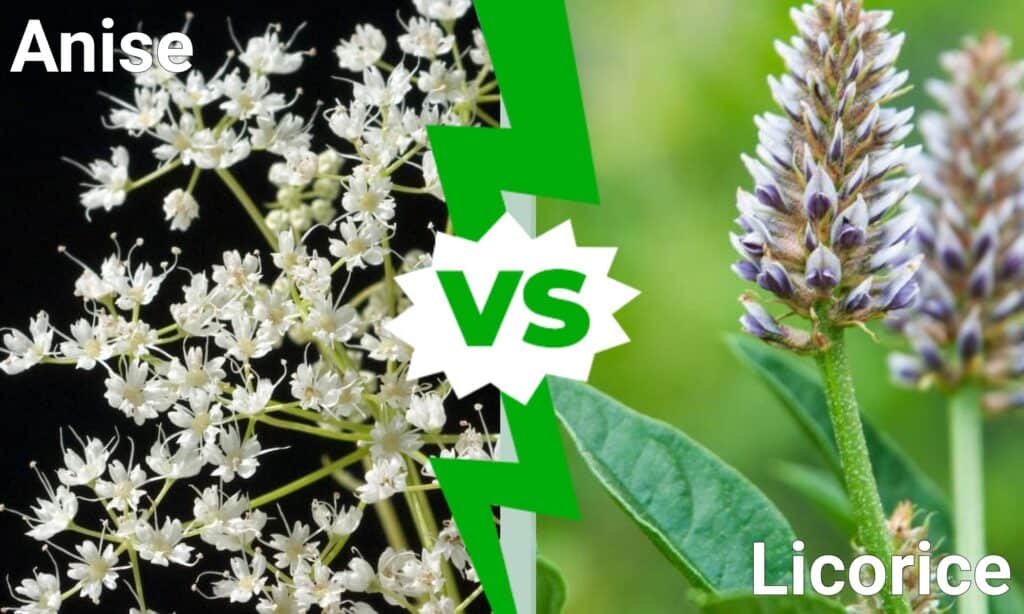 Anise vs. Licorice What Are The Differences? AZ Animals