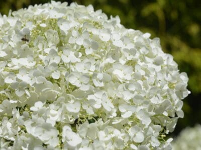 A Incrediball® Hydrangea vs. Limelight Hydrangea What Are the Differences?
