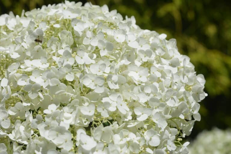 Hydrangea arborenscens (Incrediball)