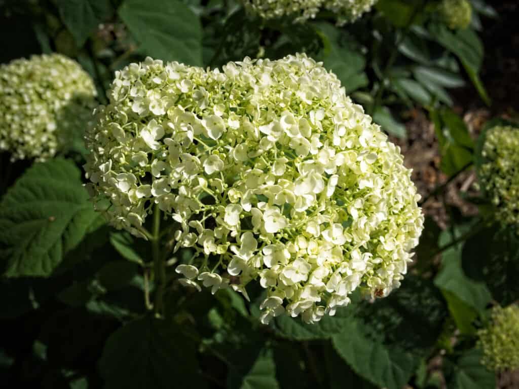 Incrediball hydrangea Lime green fading to white