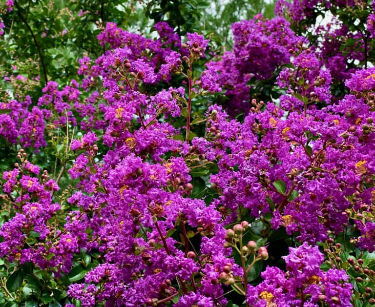 Crepe myrtle (Lagerstroemia indica) with bright colorful flowers