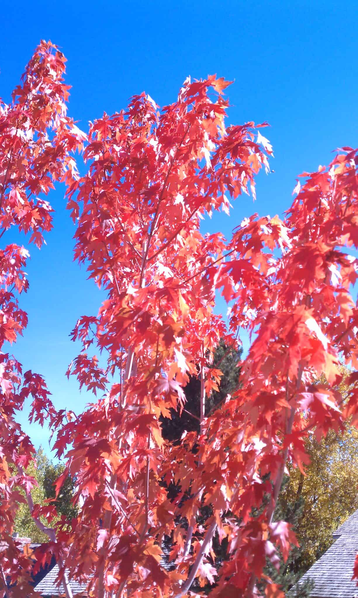 Red Sunset Maple vs. Autumn Blaze Maple: What's the Difference? - A-Z ...