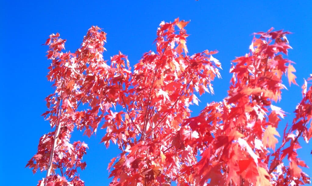 Autumn Blaze maple with fall foliage.