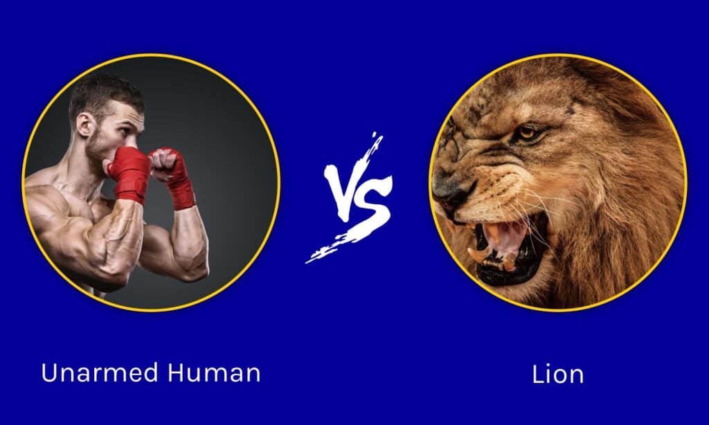 Can anyone beat a lion?