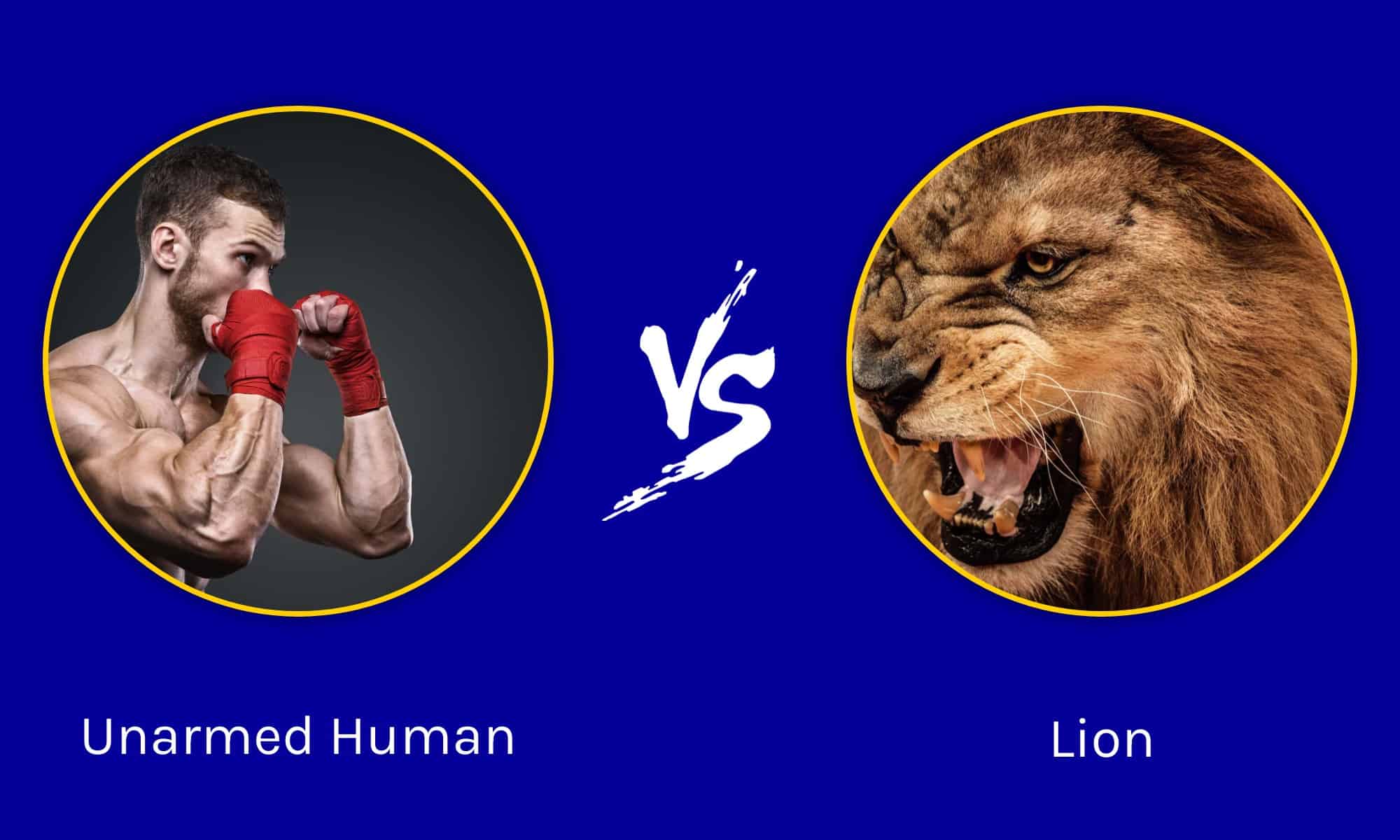 Could an Unarmed Human Beat a Lion? - A-Z Animals