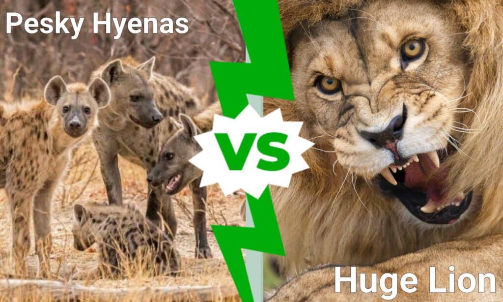 Pesky Hyenas vs Huge Lion