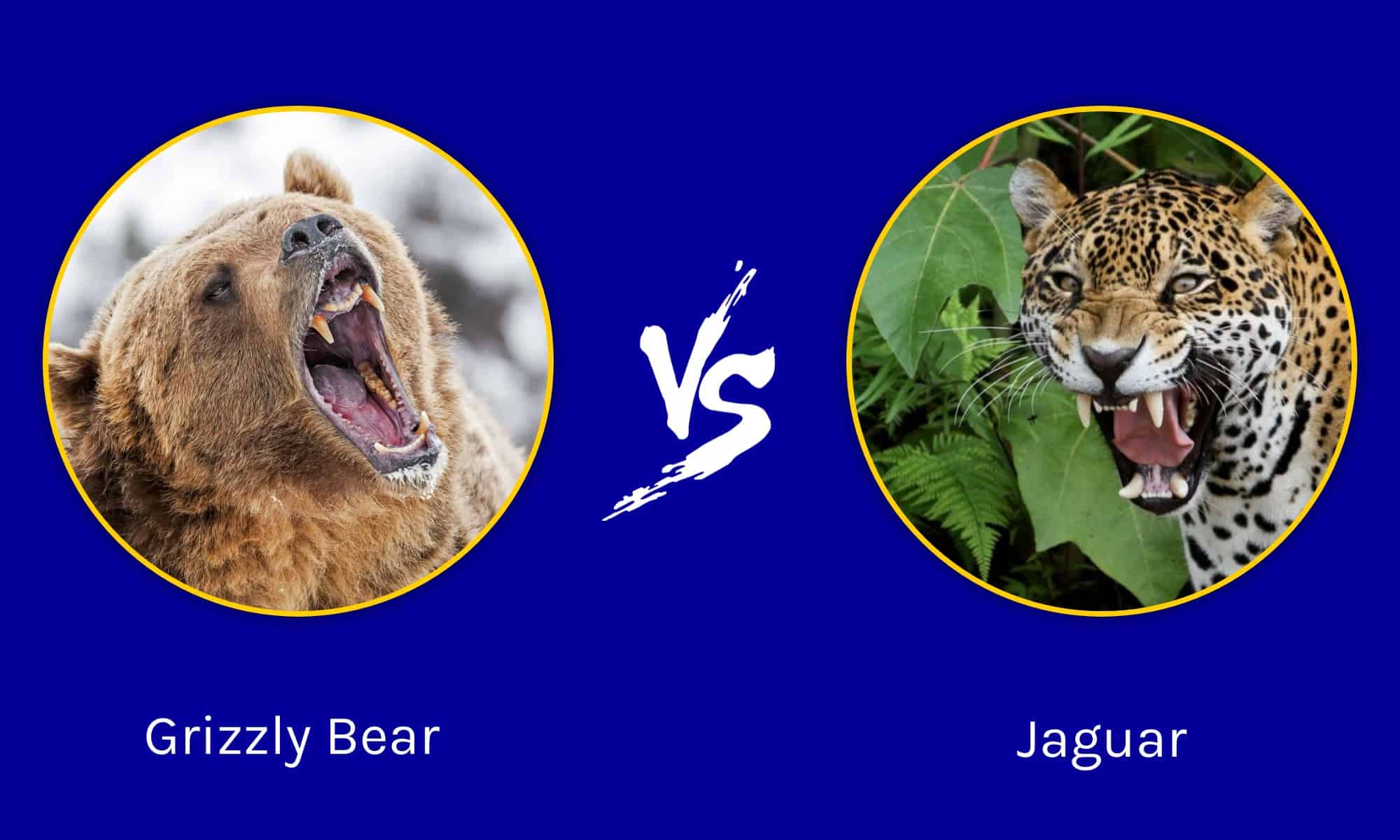 Epic Battles Grizzly Bear vs. Jaguar AZ Animals