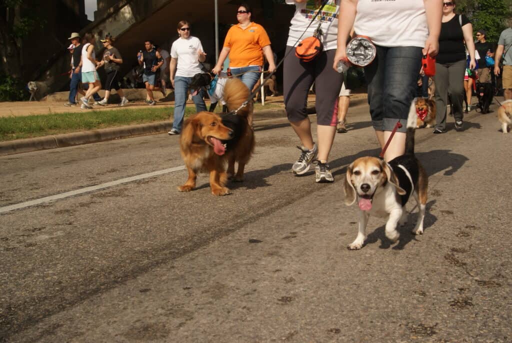 Mighty Texas Dog Walk