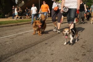 The 5 Best Pet-Friendly Events In Austin Picture