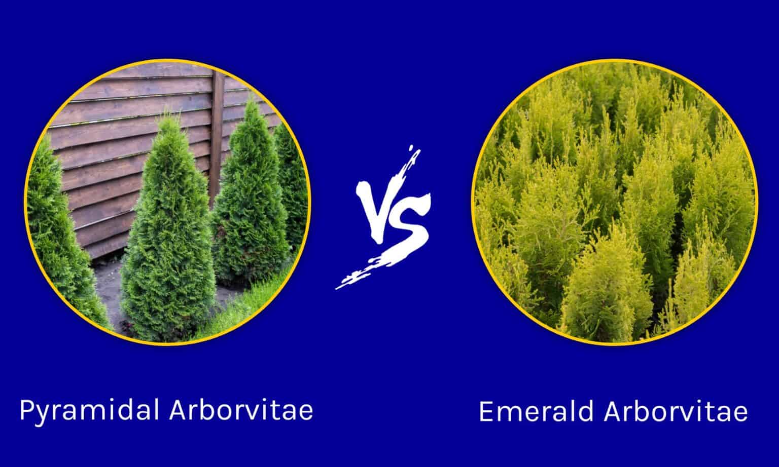 Pyramidal Arborvitae vs. Emerald Green: What's the Difference? - AZ Animals