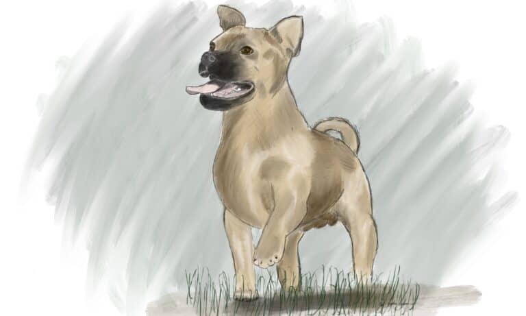 American Pugabull
