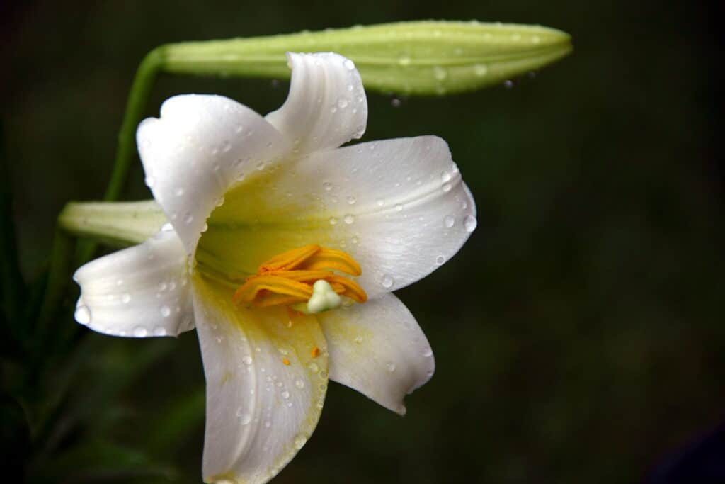 Lilium longiflorum 'Nellie White' Easter lily