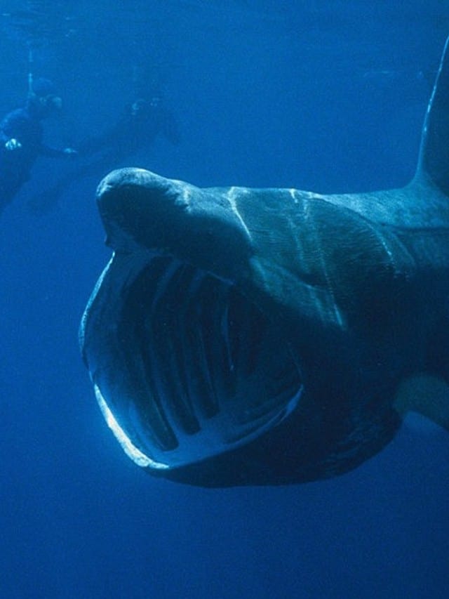 9 Mind-Blowing Basking Shark Facts! Cover image
