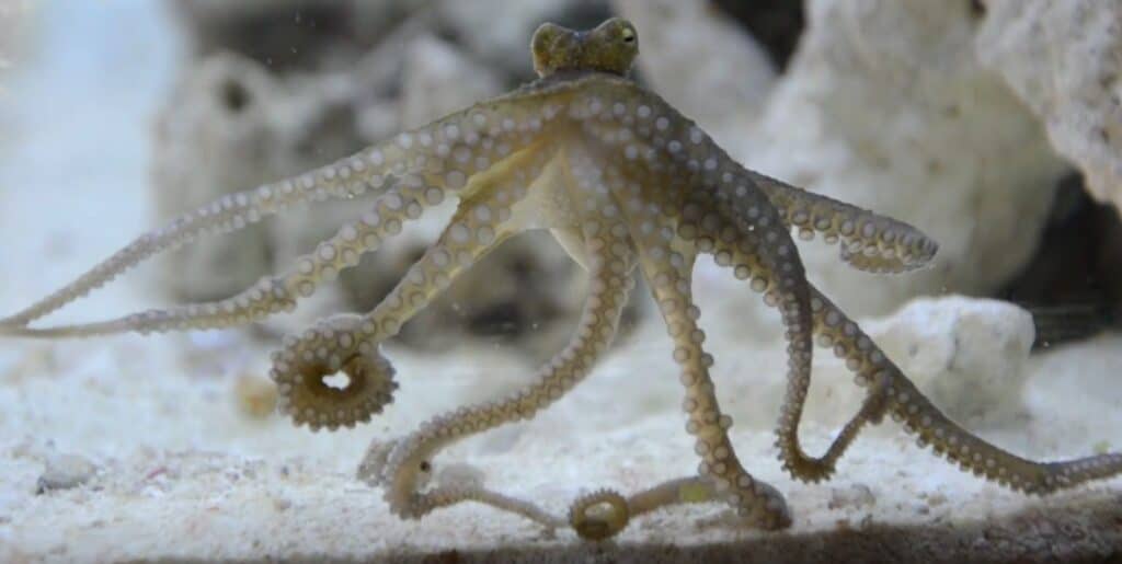 underwater photograph of a light colored octopus against a light background of sand and coral. The toy octopus has suction cups along the length of its eight appendages.