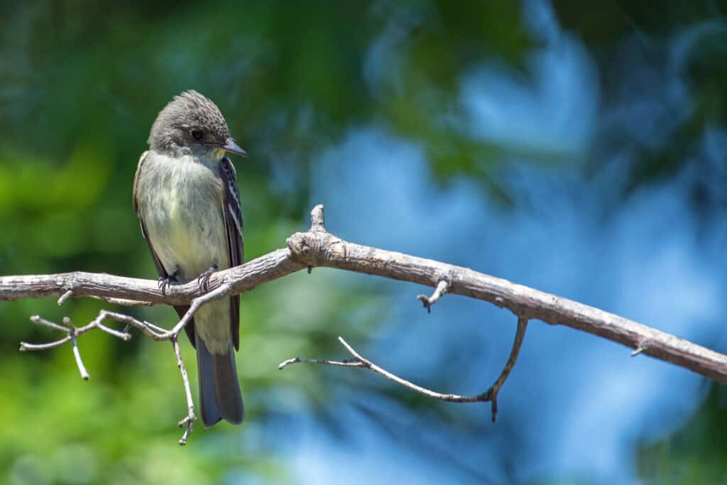 Acadian Flycatcher