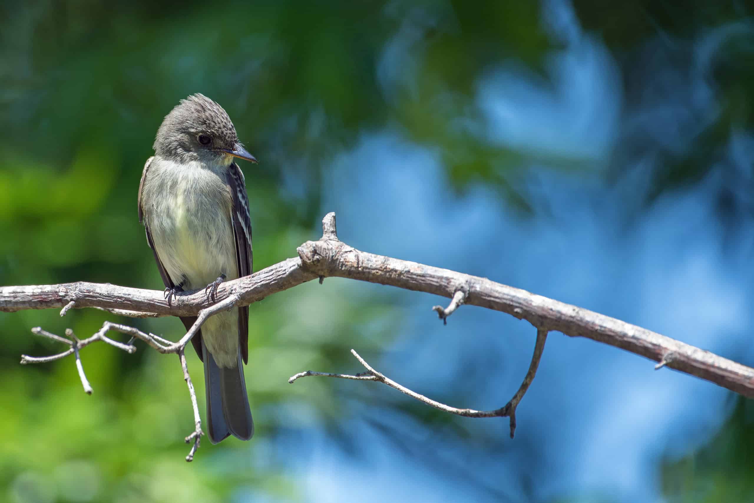 Acadian Flycatchers live on land owned by the largest landowner in Missouri — Pioneer Forest. 