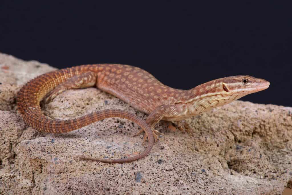 Image of a spiny-tailed monitor lizard, an alternative to the Komodo dragon.