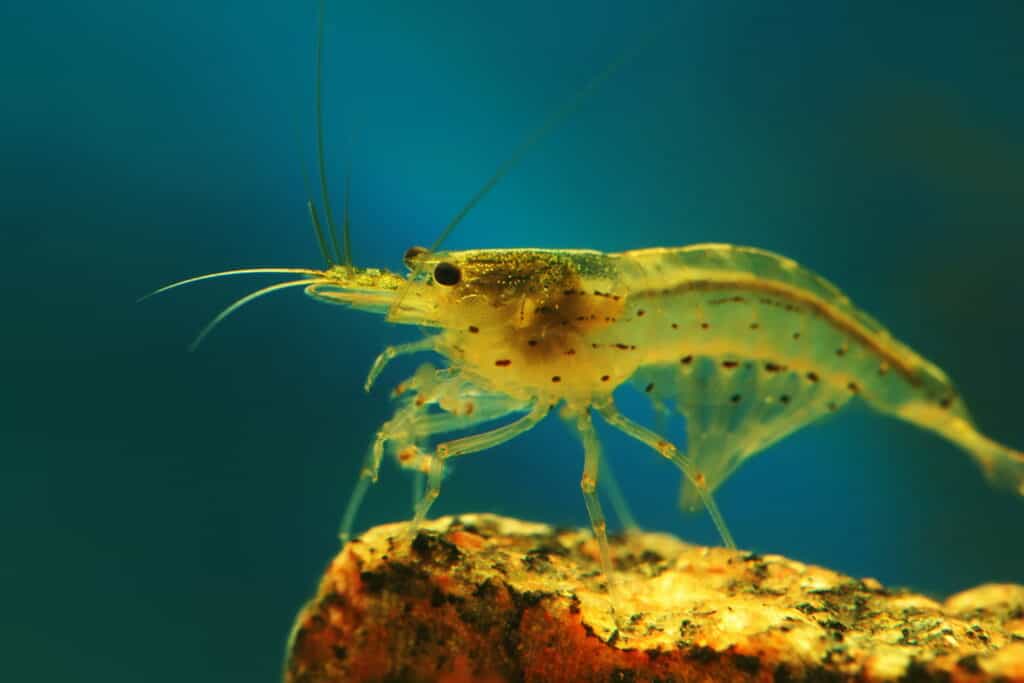 Amano shrimp standing on a rock