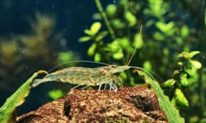 Freshwater Shrimp Prices in 2024: Purchase Cost, Colors, and More! Picture