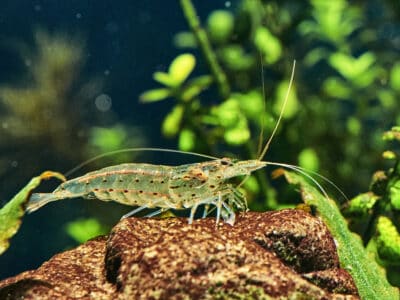 A Amano Shrimp