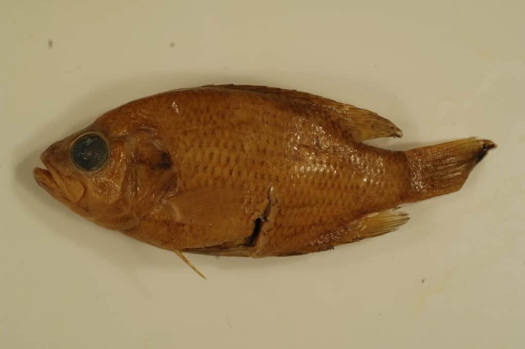 Dead Ozark bass