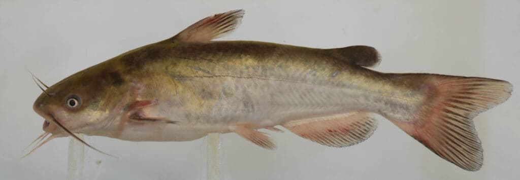 white catfish