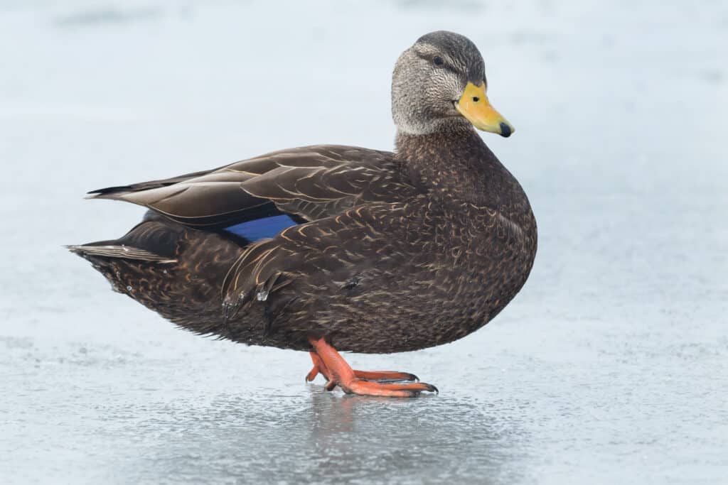 American Black Duck