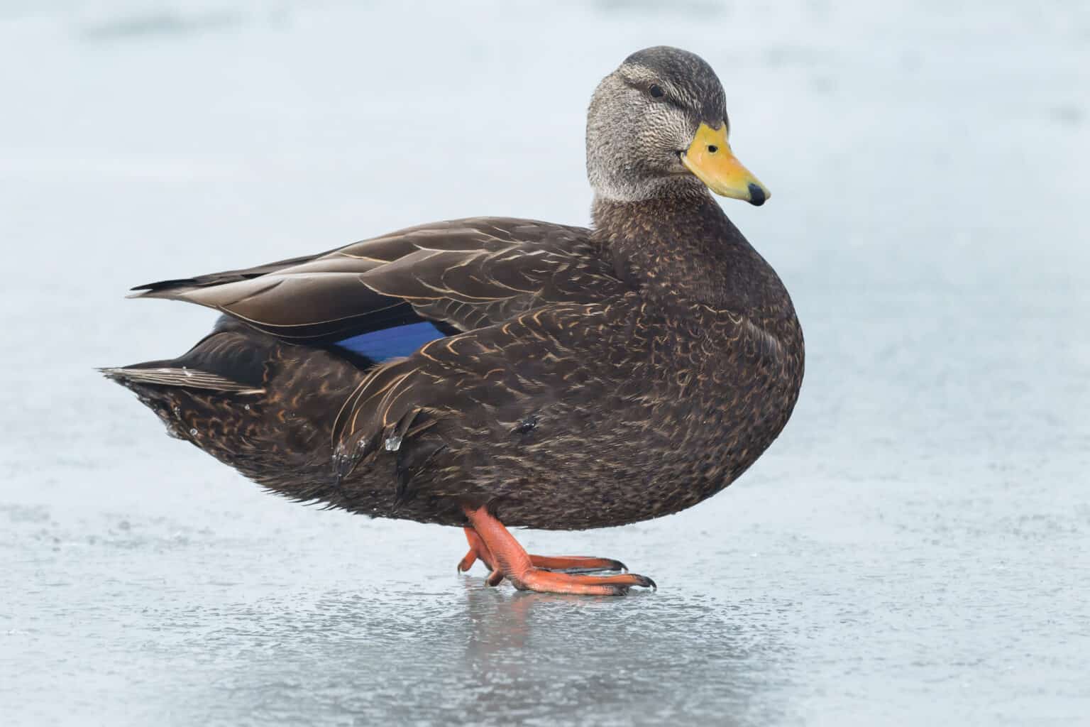 Duck Hunting Season in Maryland: Season Dates, Bag Limits and More - A