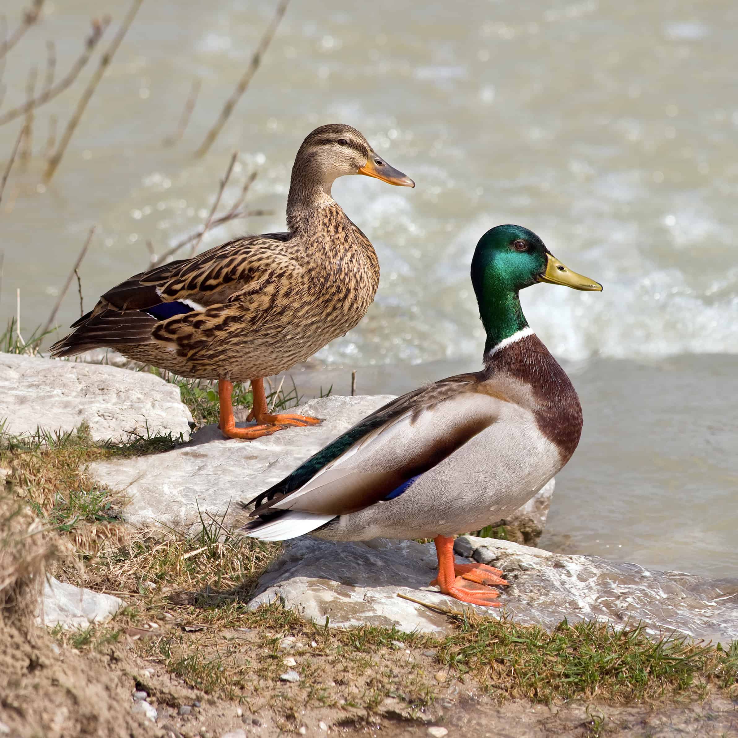 Male and female mallard ducks Anas platyrhynchos
