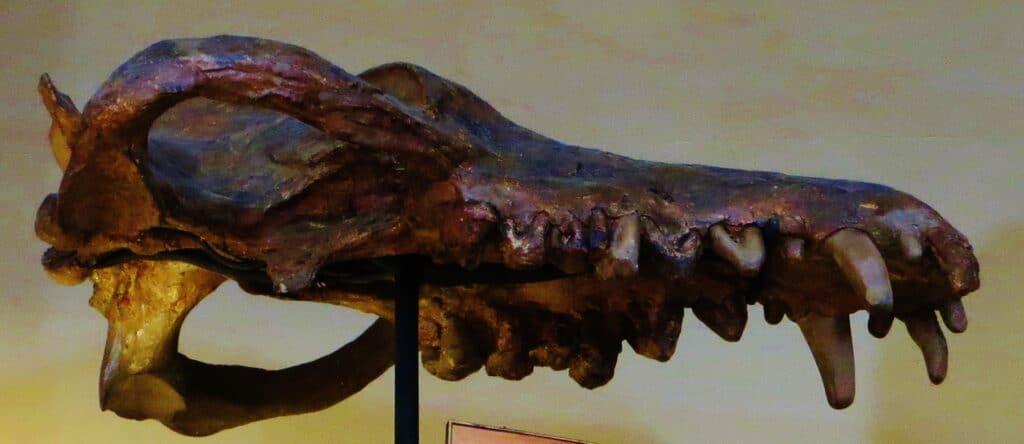 Andrewsarchus skull fossil