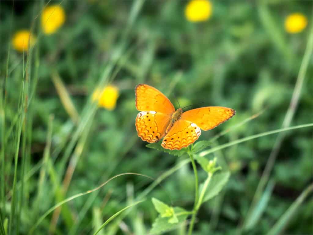 Altered Sunbeam Butterfly