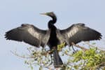 Anhinga