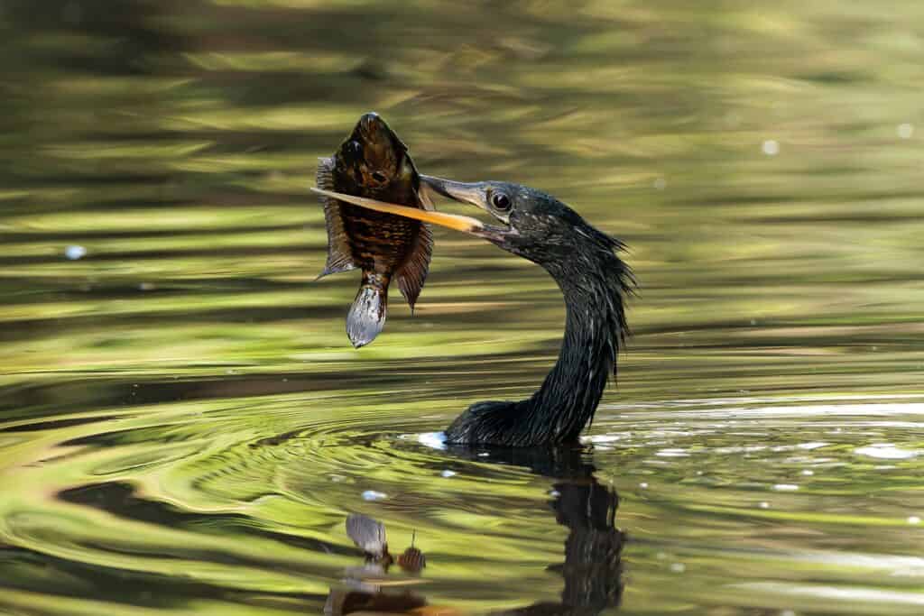 Anhinga Fishing